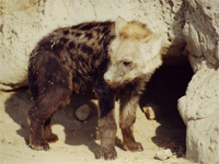bébé hyène