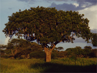 arbre à saucisses
