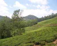 Tea plantation in Amani region