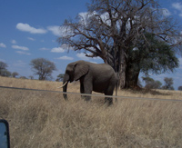 elephant and baobab