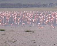 flock of pink flamingoes