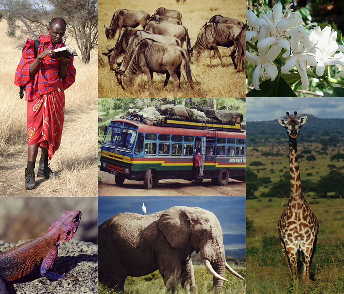 Masaai reading a book, elephant, coffee flower,bus on the road, giraffe, blue and orange lizard, wildebeests